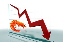 Giải pháp nào cho người nuôi và nhà xuất khẩu khi giá tôm giảm mạnh