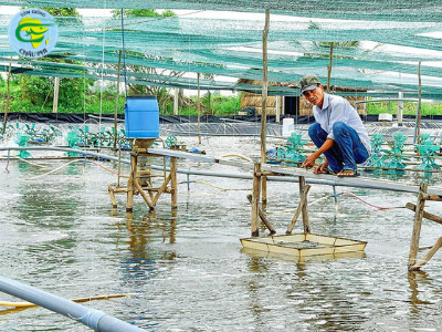 Giảm phát thải khí nhà kính trong nuôi tôm thâm canh