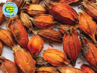 Hạt Liên kiều giúp tôm sú phòng EMS