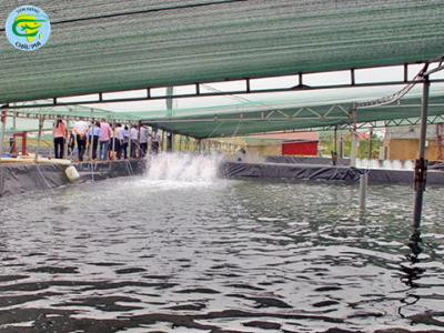 Hiện đại hóa ngành tôm