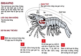 Bệnh chết sớm EMS/AHPND