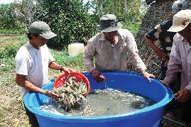 Cà Mau: Huy động mọi nguồn lực để phát triển bền vững ngành tôm