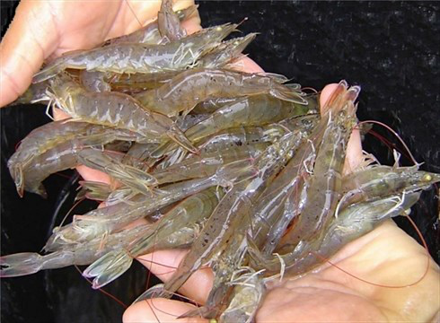 Kiên Giang ngăn ngừa dịch bệnh ở tôm nuôi