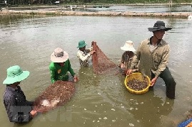 Làm gì để phát triển bền vững ngành tôm Việt Nam?