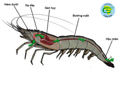 Phân tích chi tiết về gan tụy của tôm thẻ chân trắng