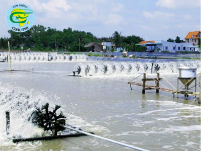 Kỹ sư môi trường – nuôi tôm công nghiệp đạt hiệu quả cao