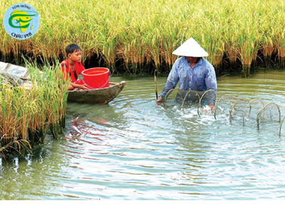 Triển vọng từ mô tôm sinh thái-lúa an toàn