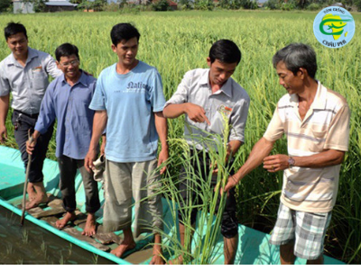 Bạc Liêu phát triển tôm sạch, lúa an toàn