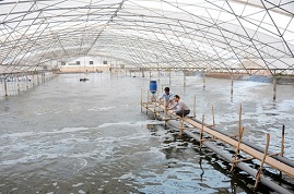 Một số yêu cầu và kinh nghiệm nuôi tôm thẻ hai giai đoạn tại tỉnh Trà Vinh