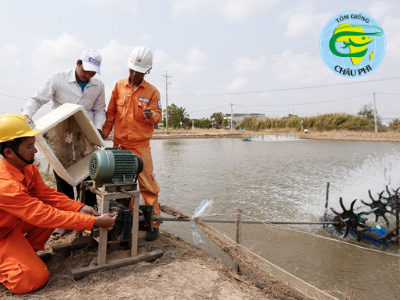 Những giải pháp giảm giá thành sản phẩm trong nuôi tôm