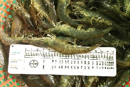 Nắng nóng gây bất lợi tôm nuôi