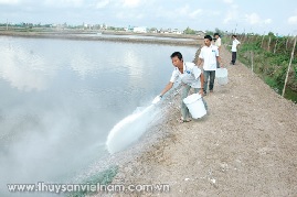 Nguy cơ bùng phát dịch bệnh trên tôm