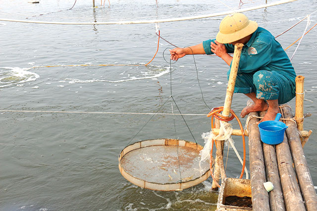 Nguyên tắc trong phòng ngừa dịch bệnh trên tôm nuôi