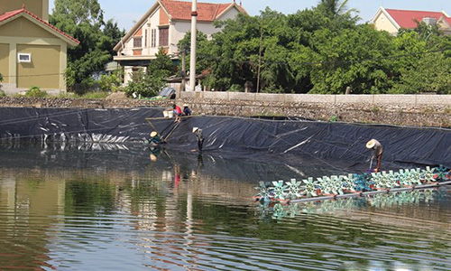 Nông dân Nghệ An đầu tư lớn, sẵn sàng thả hàng trăm triệu con tôm giống