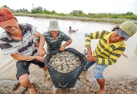 Nuôi tôm đầy nỗi lo đầu vụ