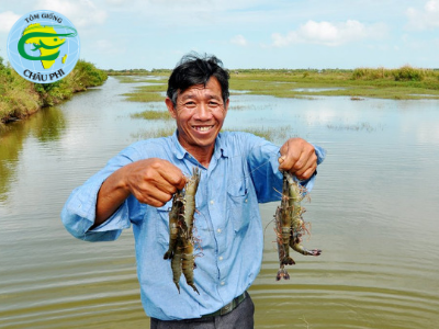 Muốn giàu phải nuôi tôm đúng quy trình