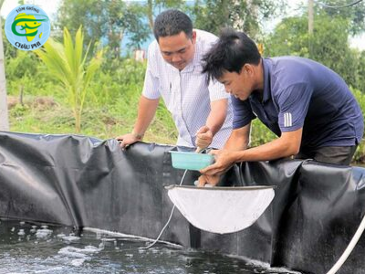 Cà Mau: Đẩy mạnh ứng dụng kỹ thuật nuôi tôm 2 giai đoạn