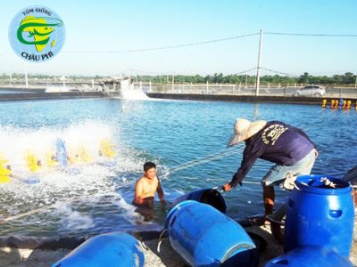 Một số biện pháp phòng, trị bệnh thủy sản trong mùa mưa