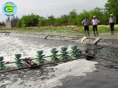 Phòng bệnh cho tôm mùa nóng