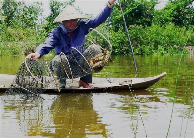 Kỹ Thuật Nuôi Tôm Sinh Thái (Rừng - Tôm) Kết Hợp