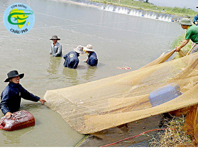 Nuôi tôm theo phương pháp sinh học, công nghệ cao: Giảm chi phí, tăng hiệu quả