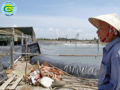 Làm giàu thành công nhờ nuôi tôm sạch lót bạt đáy ao