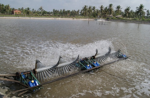 Nuôi tôm siêu thâm canh gắn với bảo vệ môi trường