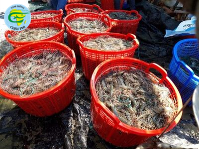 Khánh Hòa: Nuôi tôm công nghệ cao trúng đậm