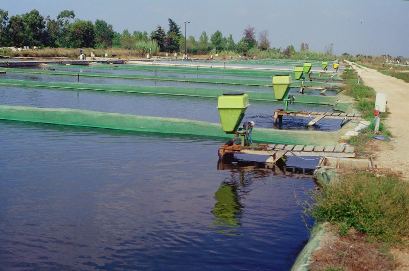 Nuôi trồng thủy sản ở Indonesia: Thành công nhờ quản lý tốt