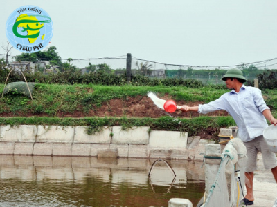 Chủ động phòng, chống bệnh đốm trắng cho tôm