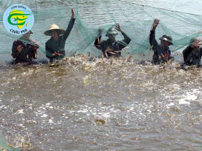 Mật độ nuôi tôm thẻ chân trắng trên ao lót bạt