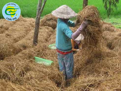 [Độc và lạ] Sử dụng rơm trong nuôi tôm
