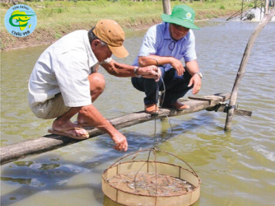 Ưu và nhược điểm sử dụng sàng ăn trong nuôi tôm