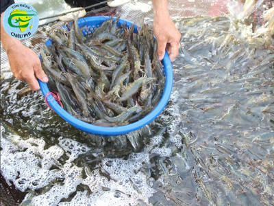 Nuôi tôm công nghệ cao, nông dân “hốt bạc”