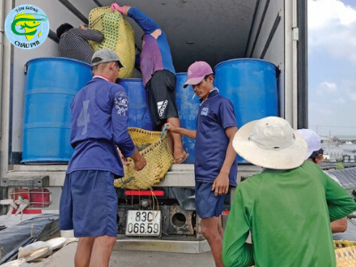 Thương lái tranh nhau mua tôm