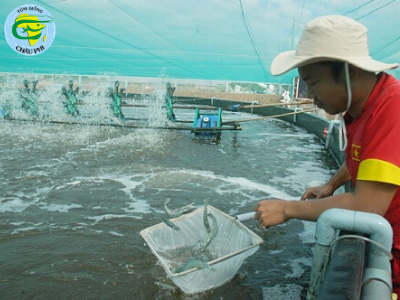 Bạc Liêu: Tăng cường đầu tư cho phát triển con tôm