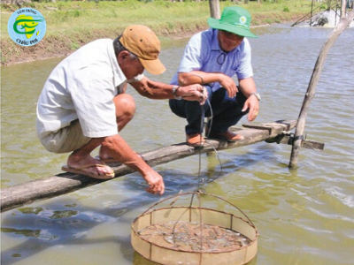 Nan giải tính bền vững của nguồn thức ăn cho tôm