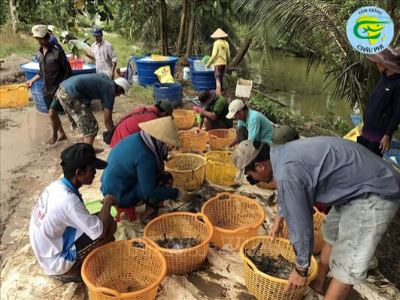 Xây dựng mô hình nuôi tôm an toàn dịch bệnh