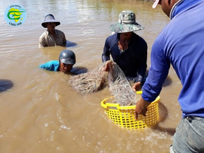 Giá tôm thẻ tăng mạnh, người nuôi lãi khủng 70.000 đồng/kg