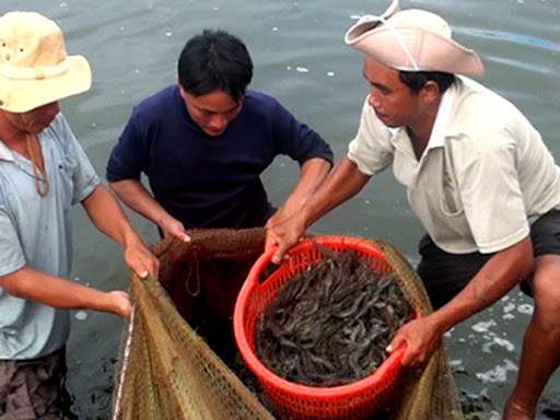 Cà Mau: Ưu tiên doanh nghiệp thu mua nguyên liệu tạm trữ