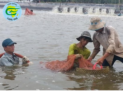 Nuôi tôm thẻ chân trắng an toàn trong vùng dịch