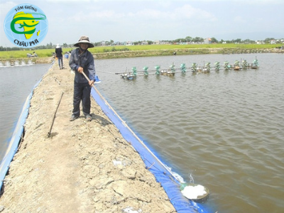 Hồ hởi vào vụ tôm mới