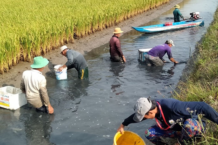 Bạc Liêu: Nhân rộng mô hình nuôi tôm kết hợp