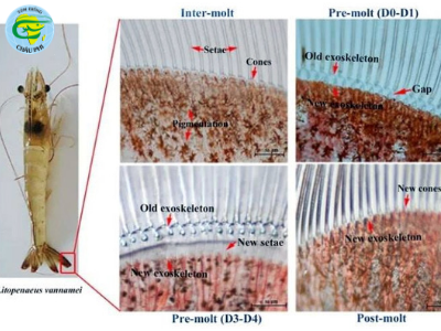 Các giai đoạn của quá trình lột xác trên tôm thẻ