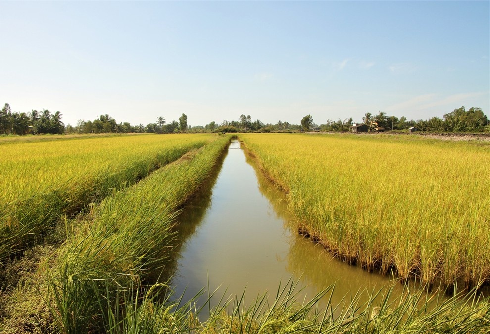 Hạn mặn lịch sử: Cơ hội để lúa thơm-tôm sạch phát triển