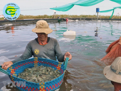 Giá tôm thẻ và tôm sú thương phẩm ở Trà Vinh tăng trở lại