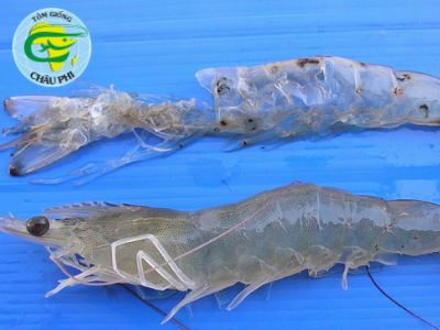 Tập tính ăn và quá trình lột xác của tôm Sú
