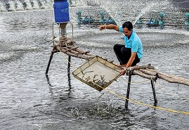 Cà Mau (Cái Nước): Hướng tới phát triển vùng nuôi tôm siêu thâm canh tập trung 500ha