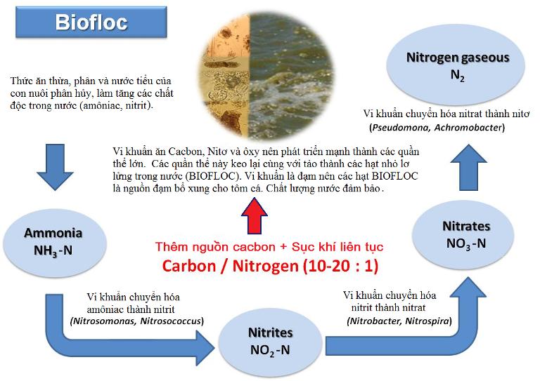 Các bước xử lý nước cơ bản trong các trại giống tôm