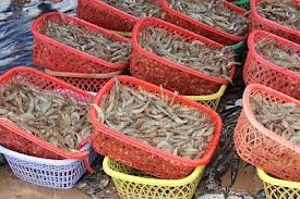 Giá tôm nguyên liệu giữ ở mức cao